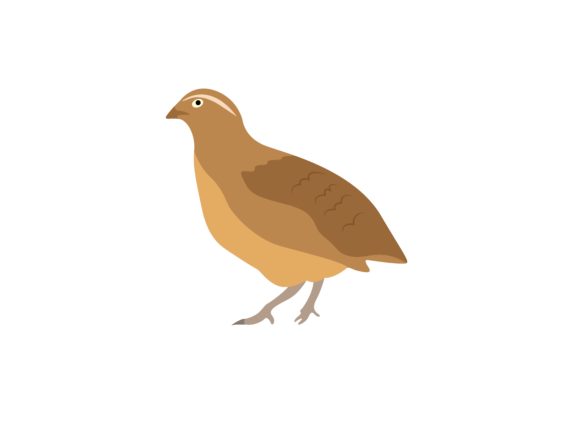 Quail Bird Animal: A Creative Asset for Modern Projects